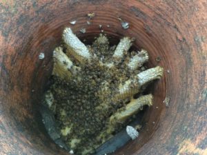 Honey Bee Swarming Season In Southend
