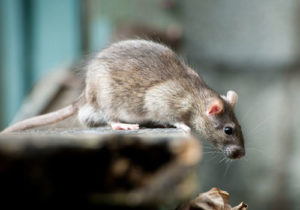 rodent control Southend on sea