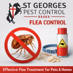 Flea Control Southend